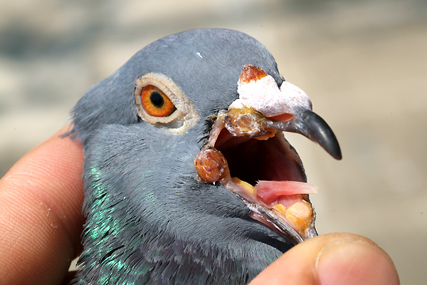 信鸽治疗鸽痘用什么药好得快,小鸽子得了鸽痘应该怎么治疗