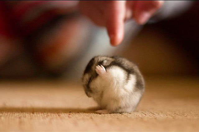 仓鼠越狱被老鼠咬了,防止仓鼠越狱的方法