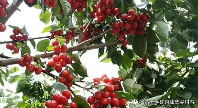 蓟县盘山三兄弟农家院,蓟县云龙农家院