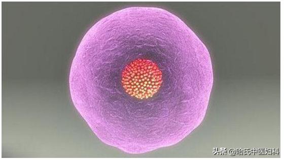 多囊卵泡发育缓慢的原因和治疗,多囊卵泡怎么快速长大