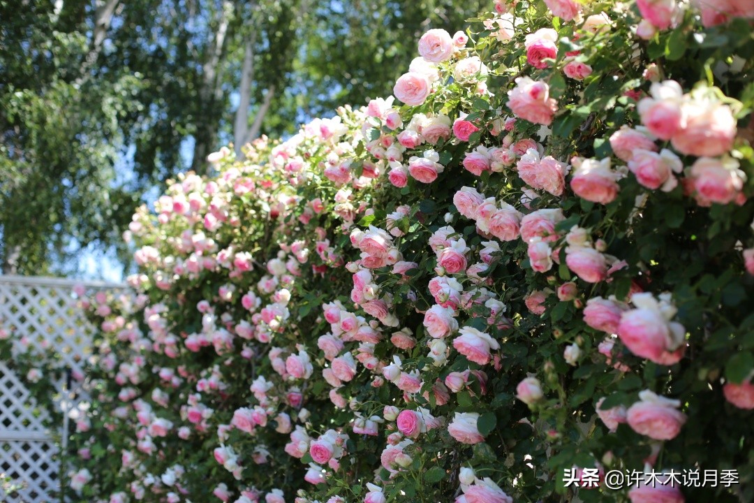 25个经典藤本月季大盘点。种一颗花满墙，新手好养长得快