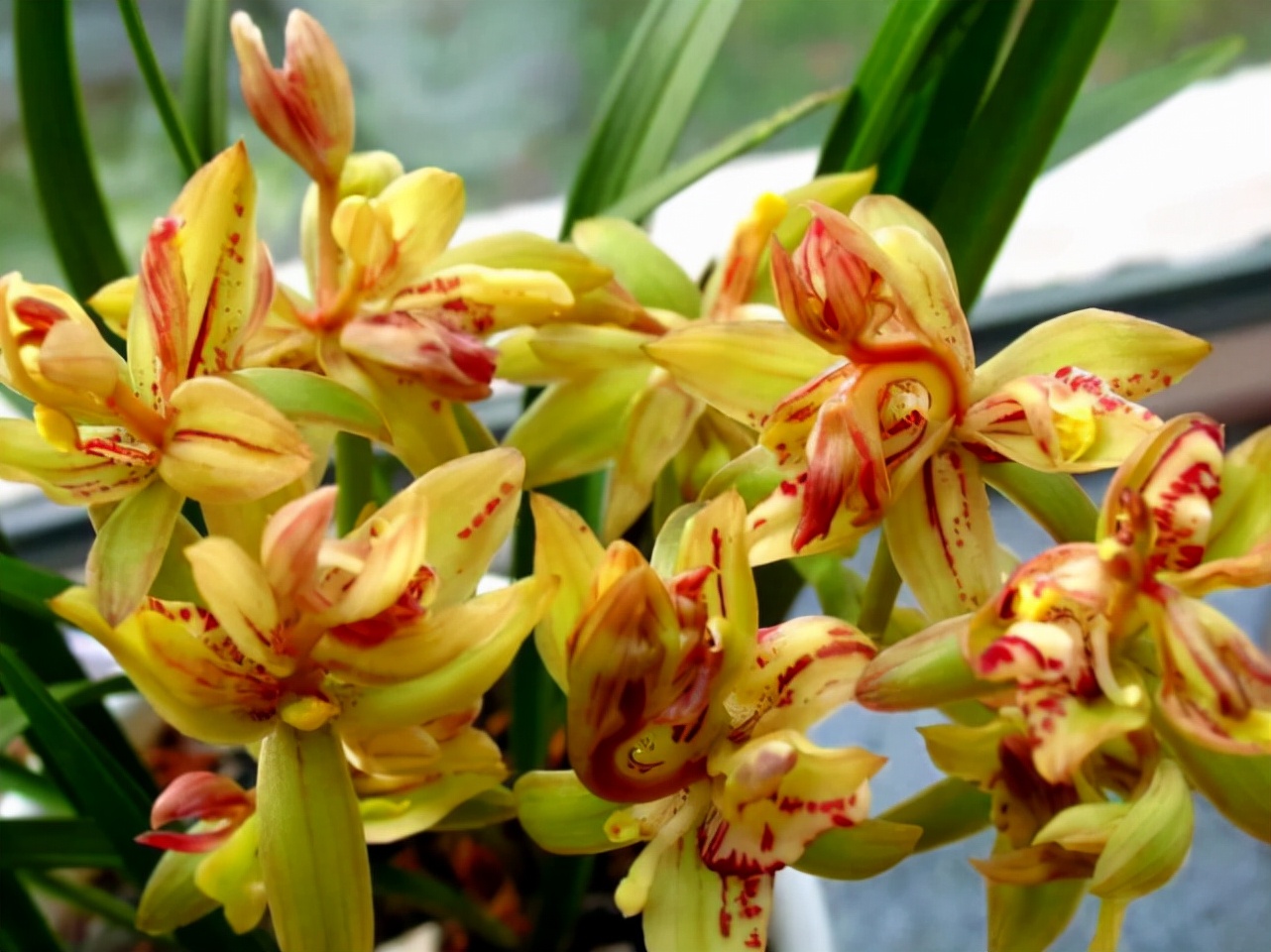 值钱的兰花和不值钱的兰花的区别,最贵的兰花价格多少钱一苗