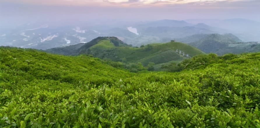 感悟茶叶的美文,关于茶叶美文佳句摘抄