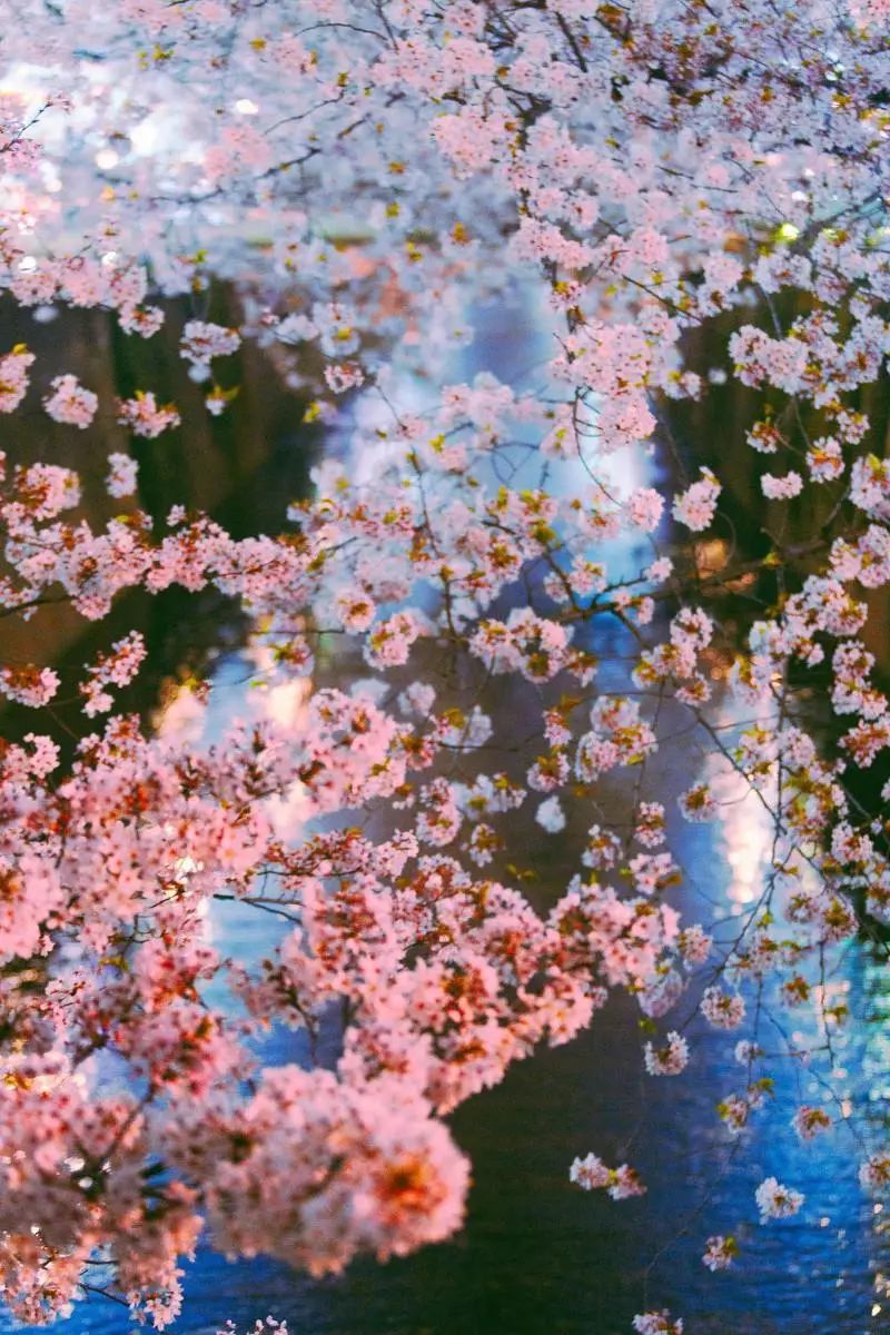 日本赏樱花前三名城市,日本樱花排行榜