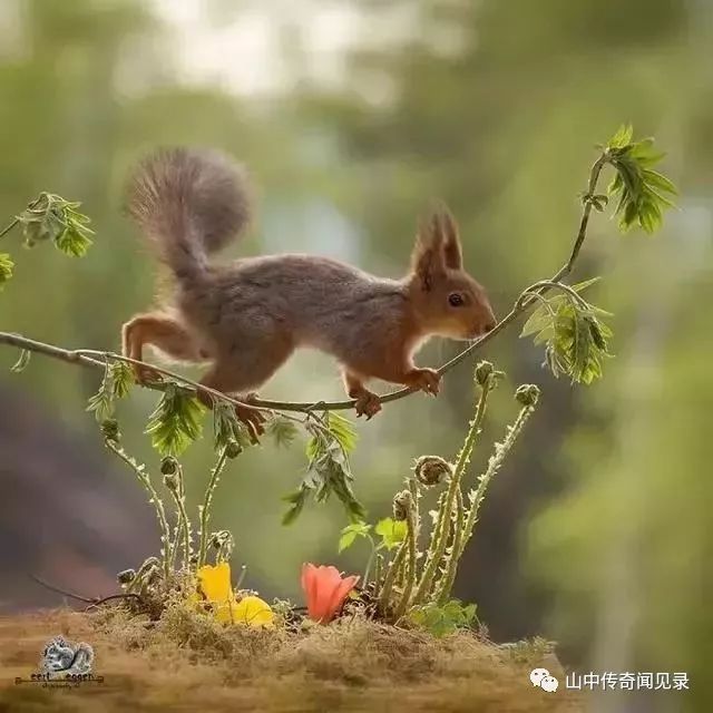 山间偶遇松鼠,巨大松鼠野生动物