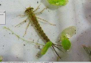 养鱼混养注意事项大全图解,新手养鱼混养推荐