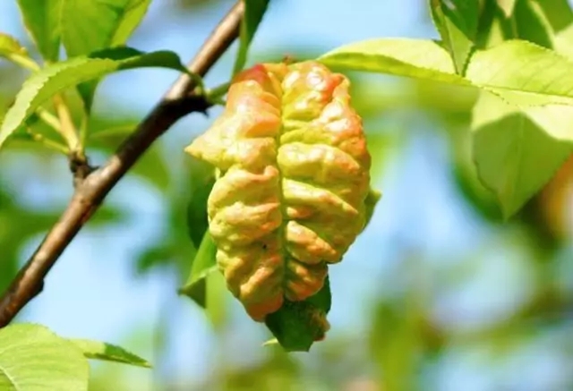 春季防治桃树缩叶病,桃树缩叶病怎么治最好