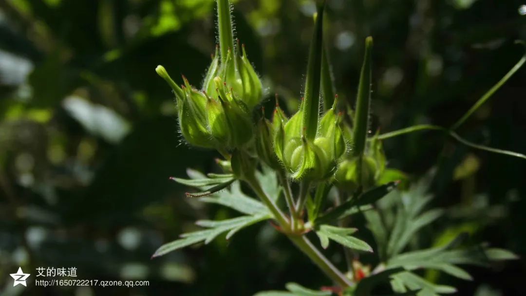 草木人间的丁香花,草木人间夏天