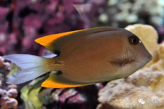 海缸控制弧菌,海缸控制有机物