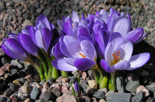 藏红花的冬季养殖方法与注意事项,藏红花植物精油按摩注意事项