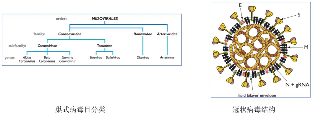 流感和新型冠状病毒肺炎的区别图,新型冠状病毒性肺炎与流感的区别