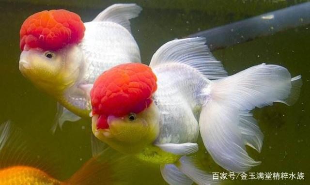 「小毳谈」为什么开始都不喜欢金鱼，后来却都喜欢了