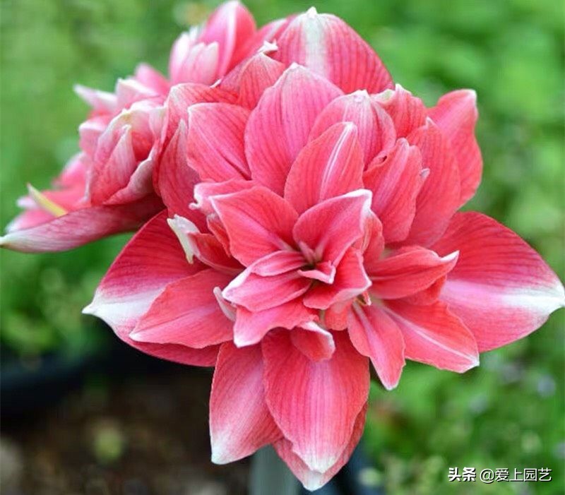 鏈遍《绾㈠井淇＄兢,鏈遍《绾㈢兢