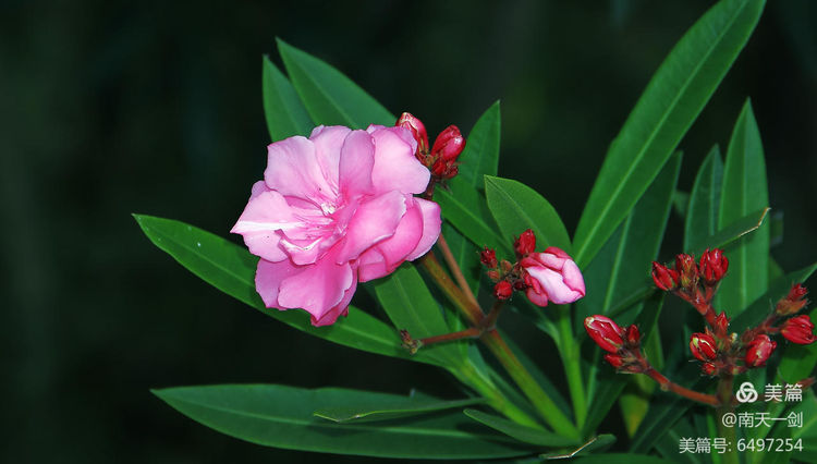 霜降粤语歌曲,霜降翻唱版