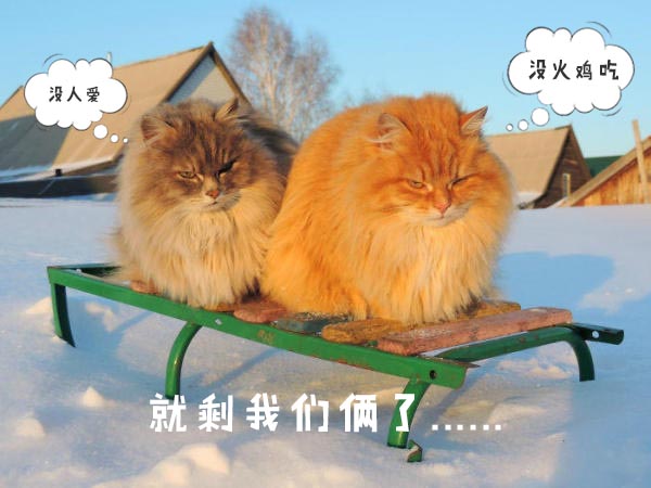 圣诞节的喵星人霸气又略萌，猫奴必看！又骗我养猫？