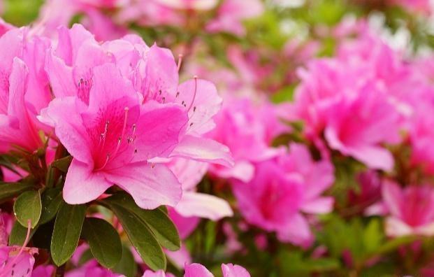 杜鹃花叶子上有黄点怎么办,杜鹃花叶片斑点怎么防治