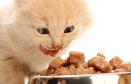 饲养猫咪过程中，主人需要注意5件事，你知道吗？