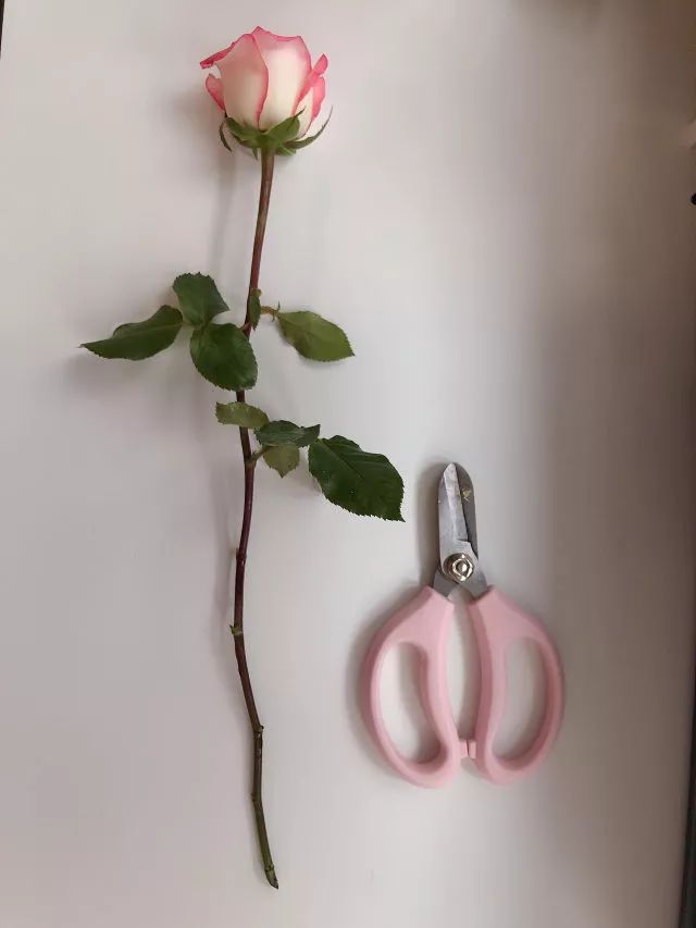 叫醒玫瑰花的办法