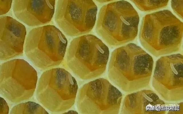 价值并不是都靠劳动体现!看无能的雄蜂是怎样为养蜂人创收的