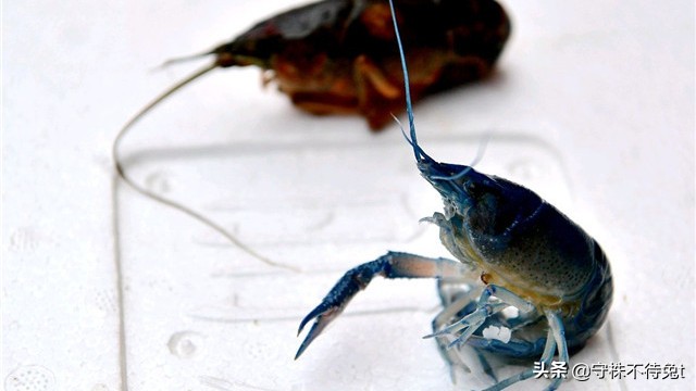 关于防毒面具的发明故事,细思极恐的发明防毒面具