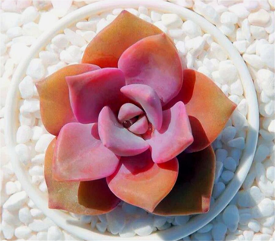 彩虹糖多肉高桩,彩虹糖和可爱玫瑰多肉哪个好看