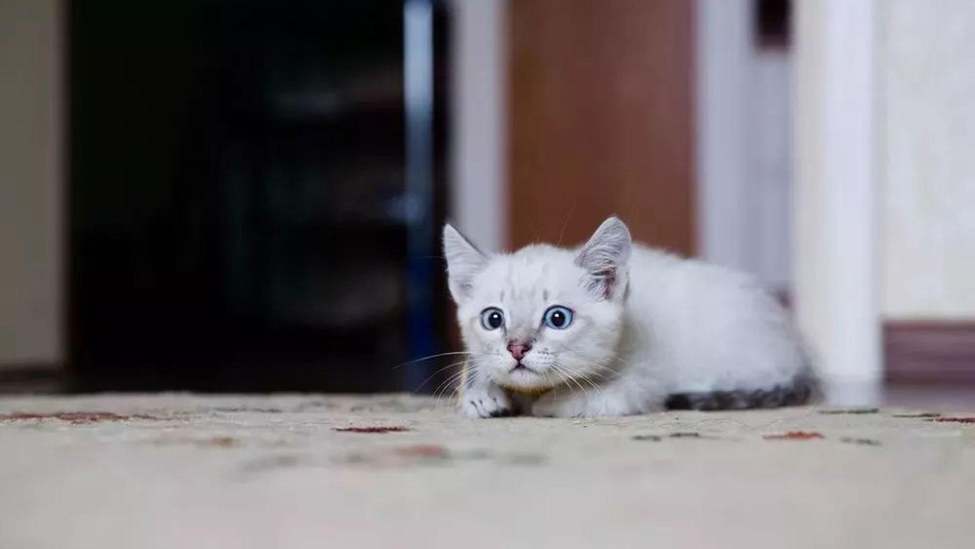 猫咪晚上太活跃怎么办,猫咪晚上总闹腾怎么办