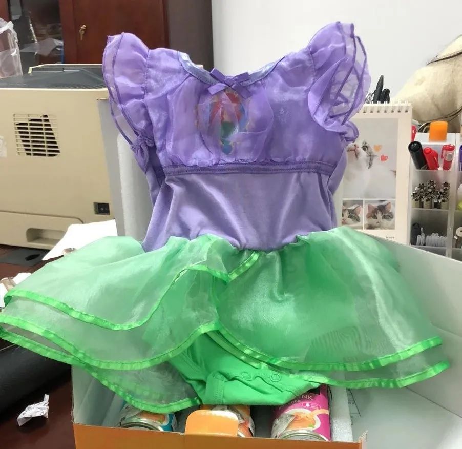 小猫咪穿上衣服变乖了,小猫咪穿的小公主裙