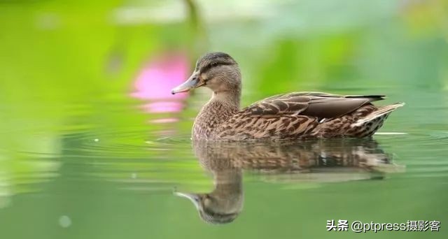 客叔辣评｜摆脱随手拍，你还有多远？