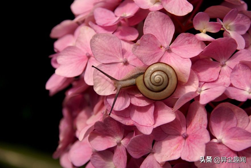 最漂亮的蜗牛图片,100幅蜗牛图片