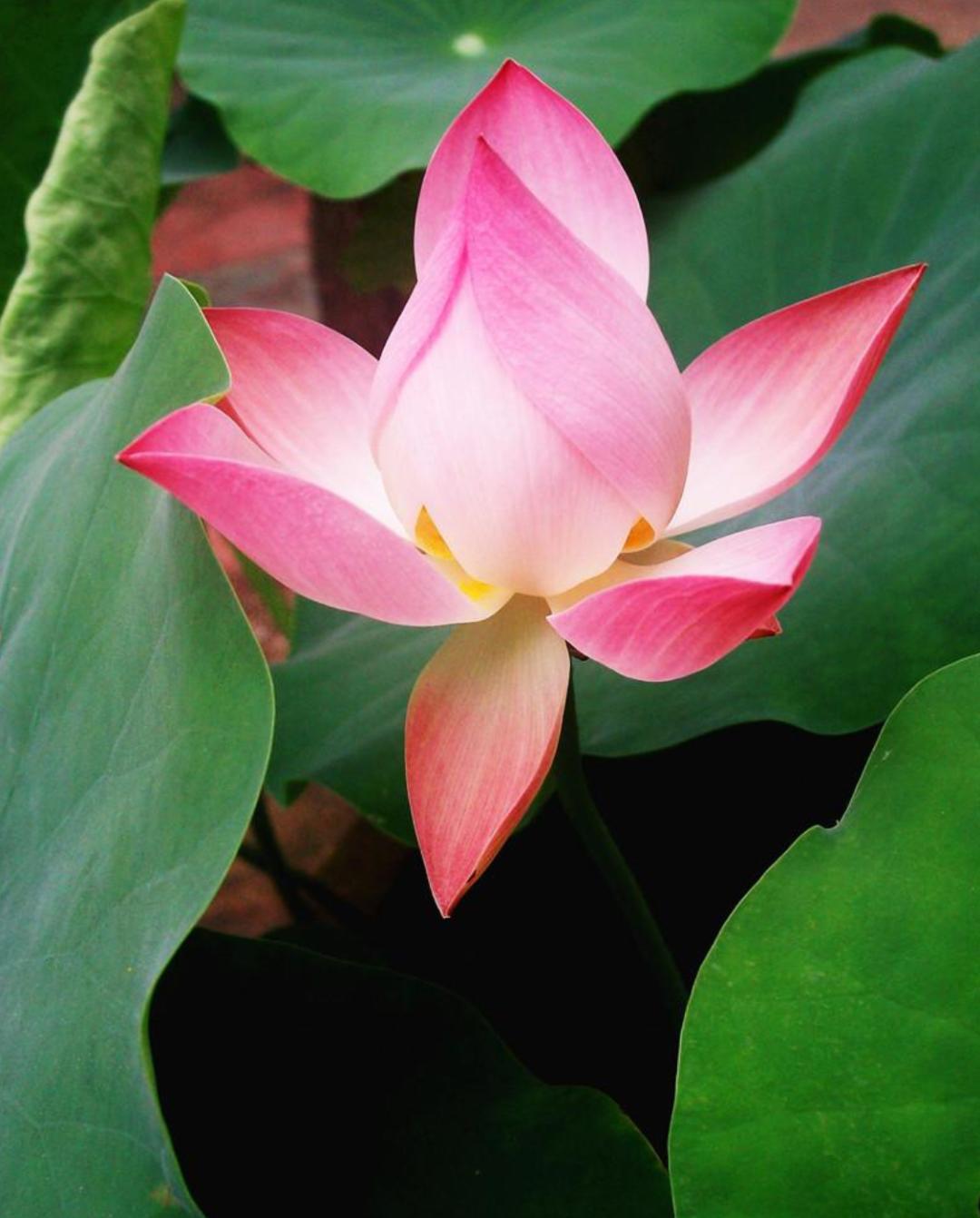 10句描写荷花的经典古诗词,描写荷花的古诗句20首