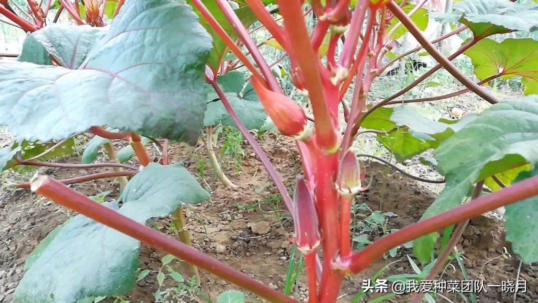 秋葵种植技巧和方法,秋葵出苗后多大可以移栽花盆里