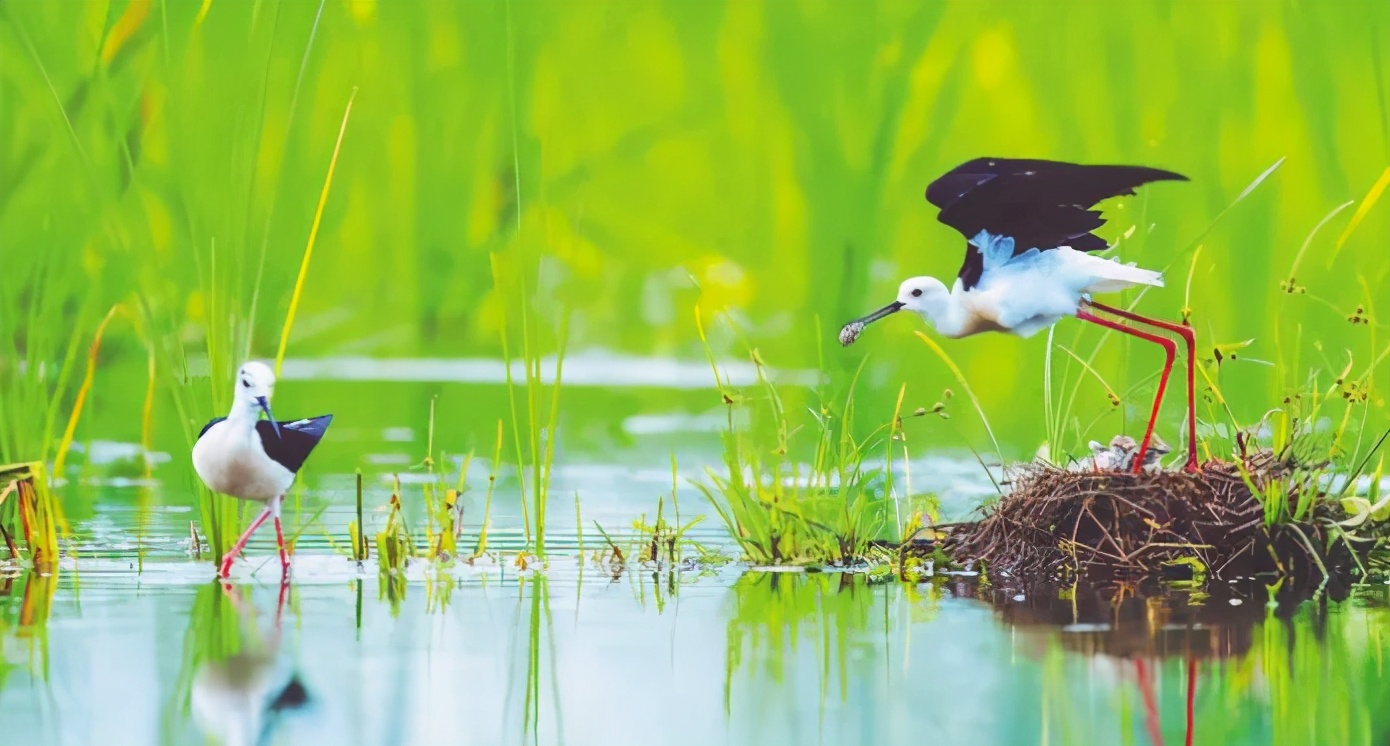 合肥最宜居小区,合肥最宜居的板块
