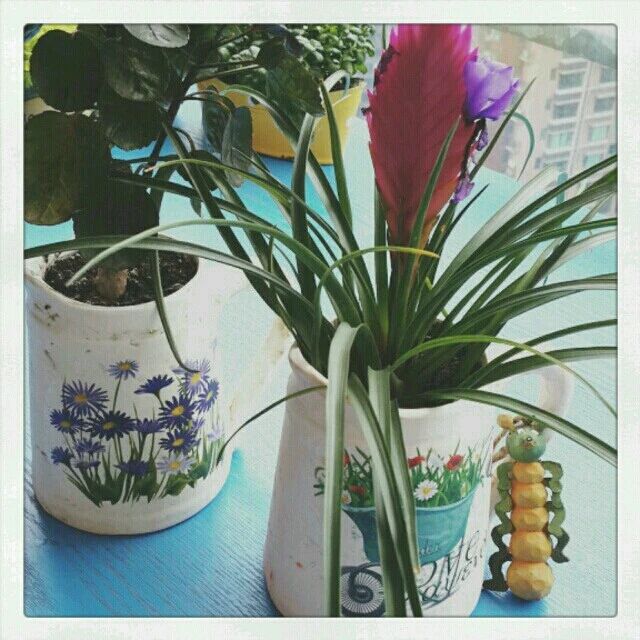 铁兰花开过花后能第二次开花吗,铁兰花花苞黄了怎么办