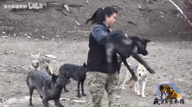 养狼disco：我在*疆新**，把狼养成了哈士奇