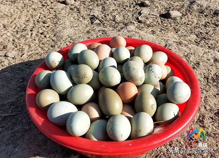 荒山林下养鸡真实案例,农村山坡笼养鸡的养殖方法