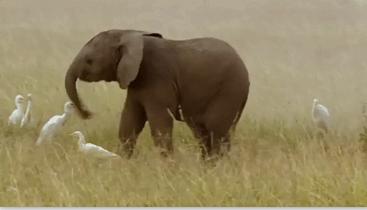 关于白鹭的资料,关于白鹭的资料五年级