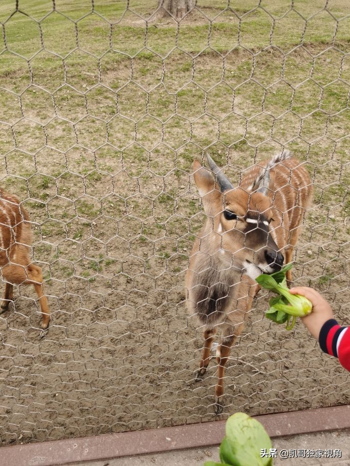 不一样的南通动物园,南通森林野生动物园和上海动物园