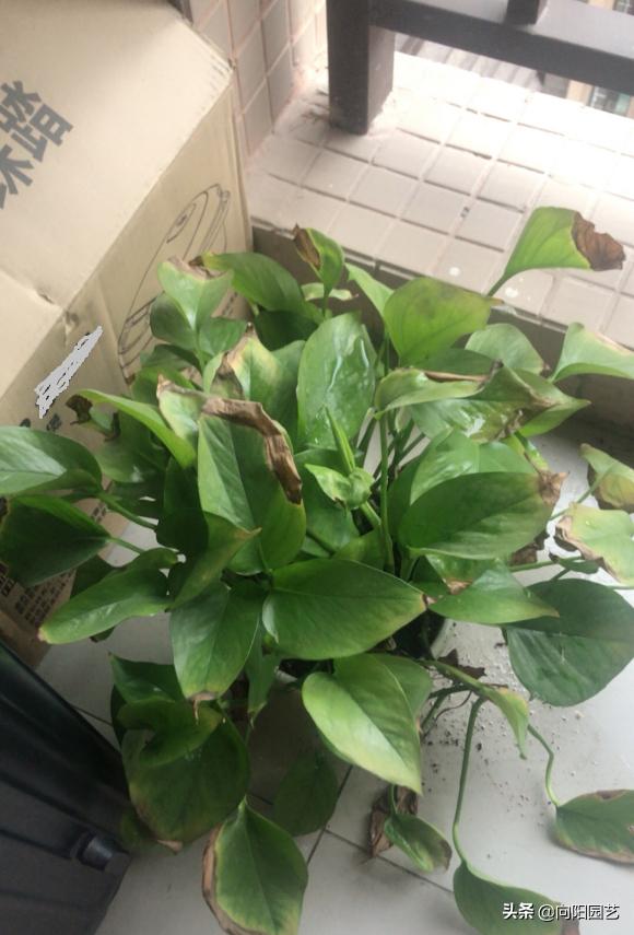 绿萝养不好总是黄叶子是怎么回事,养护绿萝出现了黄叶怎么办