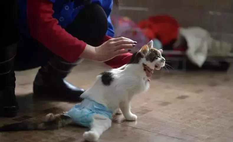 猫咪狗狗骨折了怎么办？扒一扒宠物“骨子里”的那些事