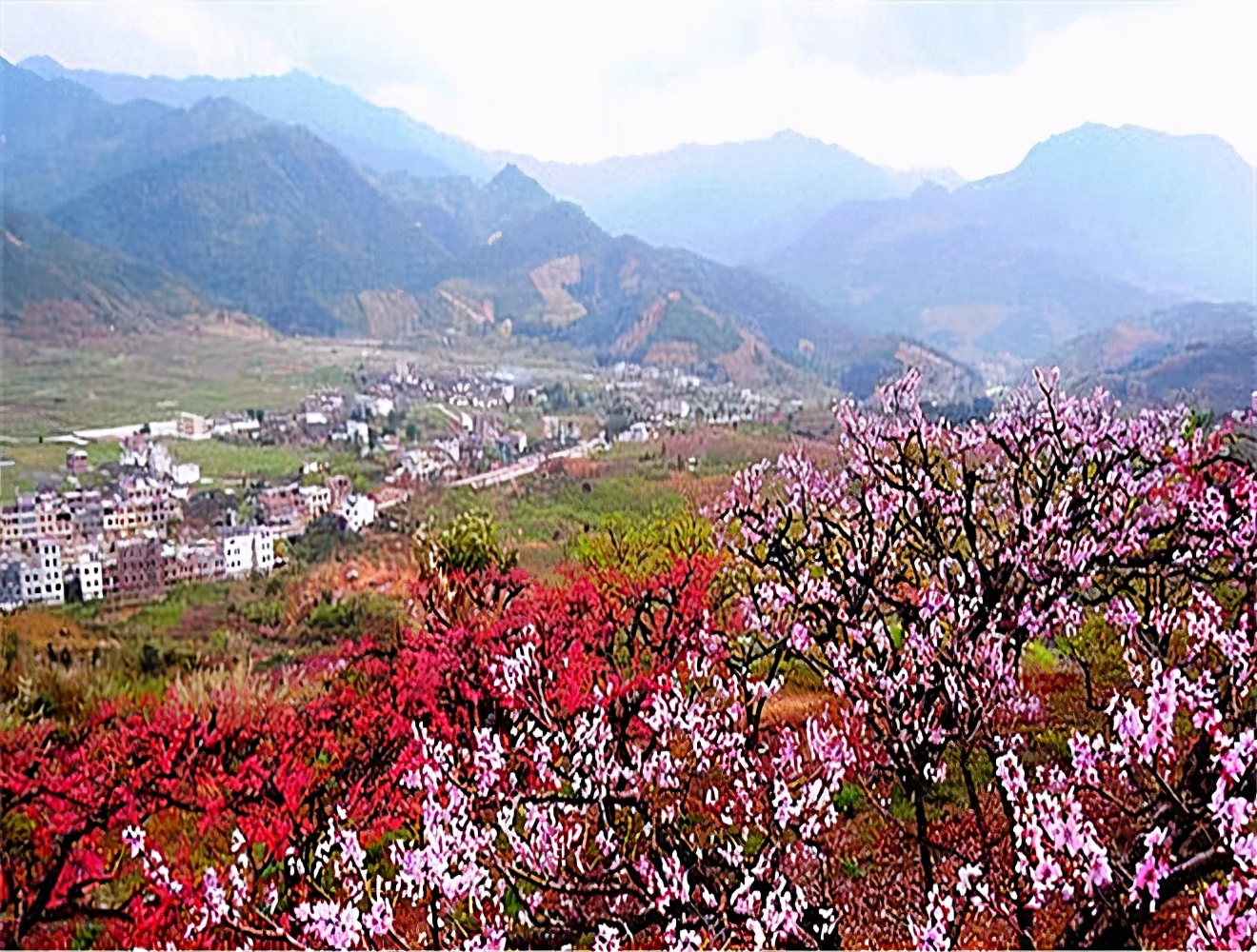 繁花似锦，似烟如霞，“中国蜜桃之乡”连平，花期还在，等你等你