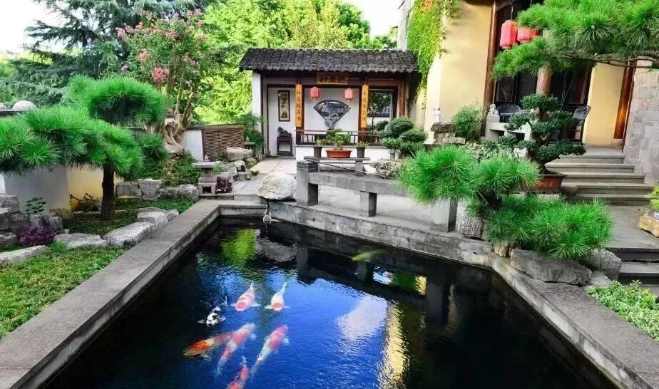 锦鲤怎样补蛋白质最快最有效,锦鲤饲料增体和增色专用料