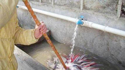 地板砖拖地雾蒙蒙的怎么去除,陶瓷地板拖地后有味道怎么去除