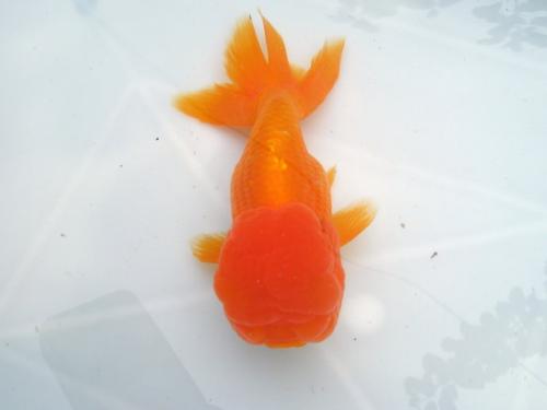 各种金鱼的特点都是什么,品种繁多的金鱼是由什么决定的