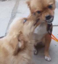 狗狗知道自己会死了会去哪,狗狗知道要死的图片