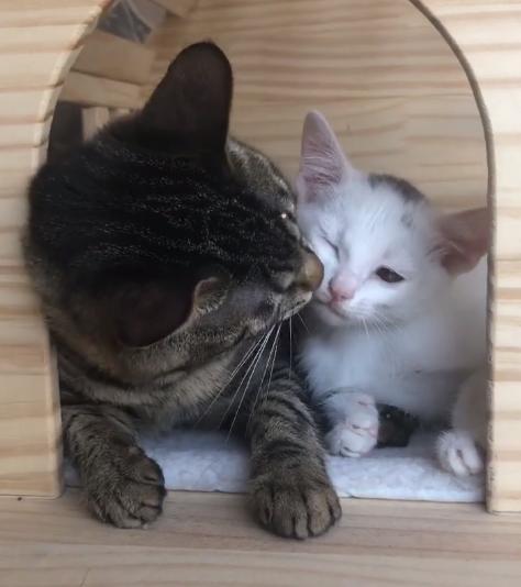 流浪猫被救助后特别黏主人,流浪猫粘鼠板救助