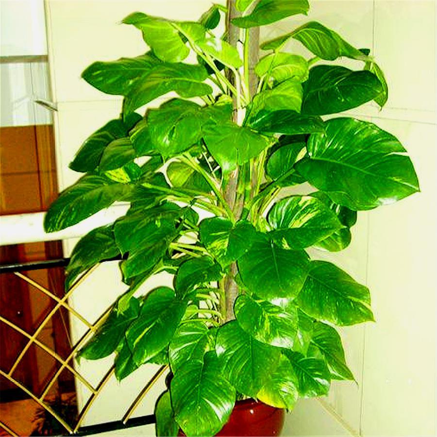 绿萝大叶子和小叶子,大叶绿萝叶子稀少