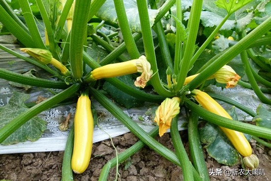 香蕉西葫芦种植方法视频播放,香蕉西葫芦什么时候播种最好