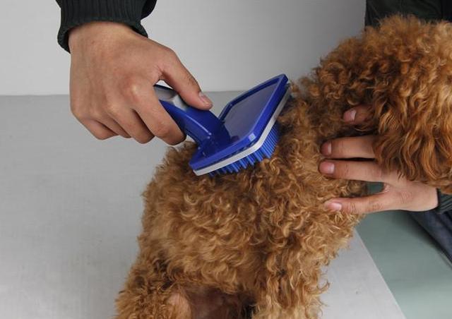 泰迪犬长寿,泰迪犬怎么养才能长寿