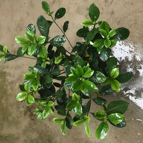 栀子花月季花叶子发黄有黑斑点,茉莉栀子花叶子发黄怎么办