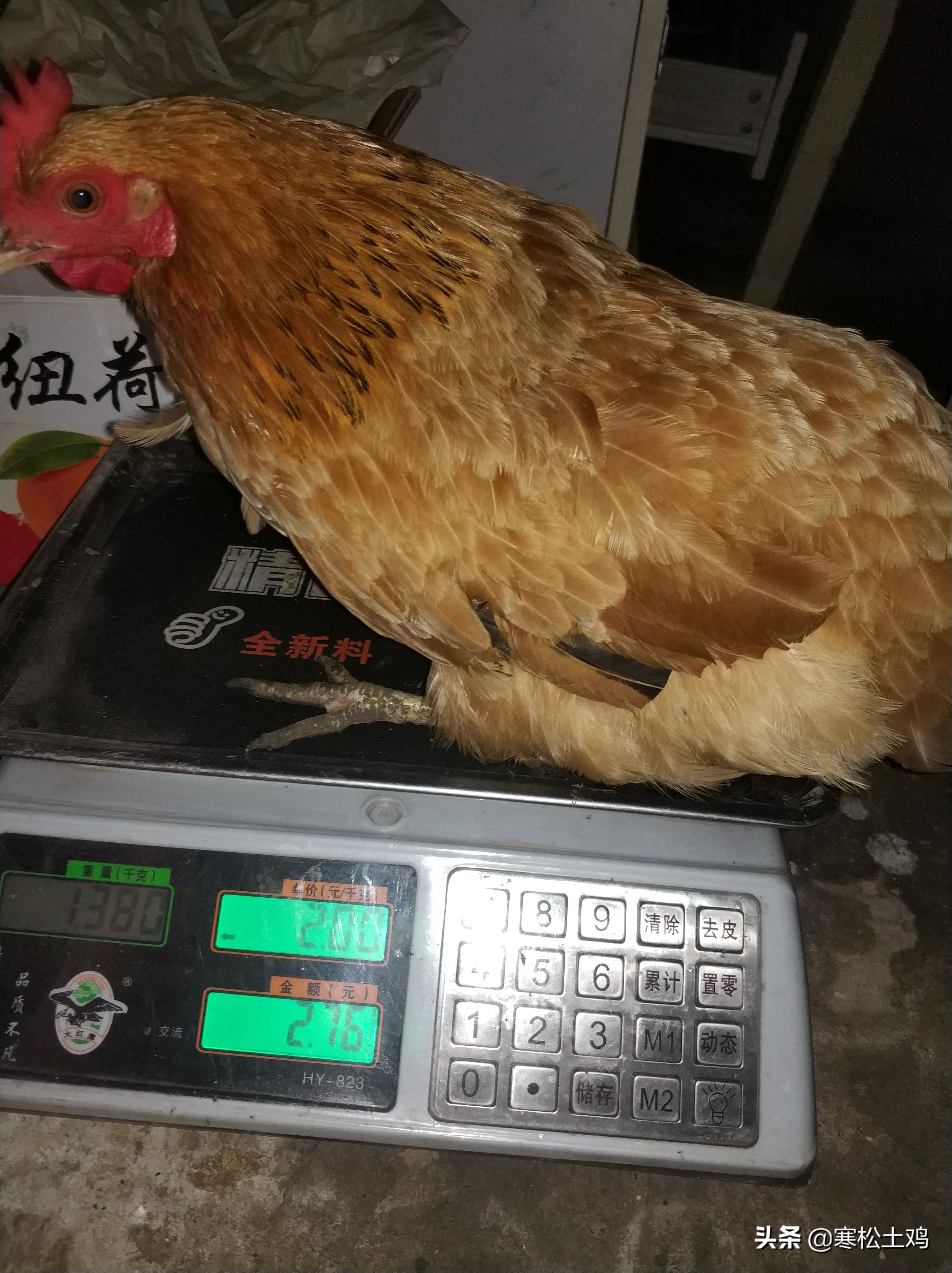 土鸡和普通鸡的区别在哪里呢,怎样养出来的鸡才是正宗土鸡